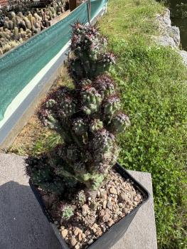Preview: Cereus peruvianus v. monstrosus